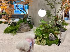 -帕帕拉兹宠物(亚洲旗舰店)