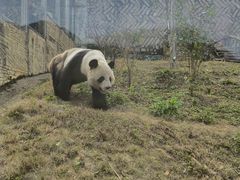-泉州海丝野生动物世界