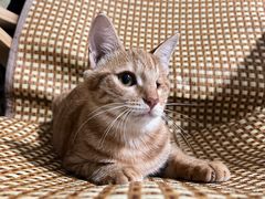 -艾吉宠物医院·疑难杂症转诊中心·猫友好(碧江路院)