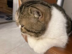 -comecome来吧宠物(奥克斯中心店)