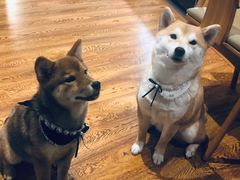 -柴务处·柴犬主题狗咖