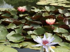 -国家植物园南园