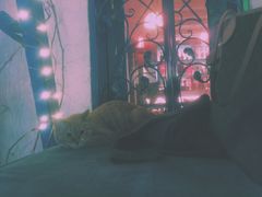 -Sirena海妖日咖夜酒