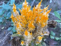 -春花秋色城市公园