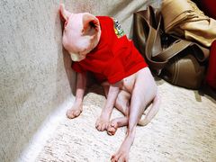 -藏猫猫咖啡主题馆(中央大道店)