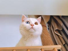 -MOYOYO猫咪咖啡店