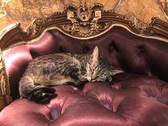 -more than meow吴止猫主题餐厅(承德 中船汇店)