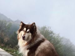 -妙峰山风景名胜区