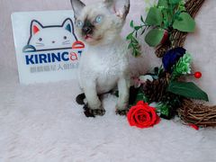 -十年猫舍·猫咪专门店(普陀店)