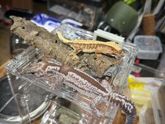 -酷以爬仙阁实体爬宠店·守宫·蜥蜴·专业繁育