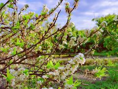 -新塘水果乐园(东洲大道店)