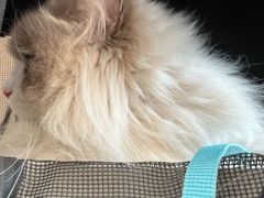 -瑞鹏宠物医院(大运分院)