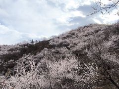 -康陵正德春饼宴26号