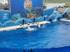 -上海海昌海洋公园
