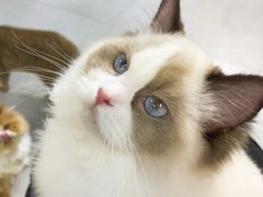 -Heymao猫咖.咖啡厅(东门店)