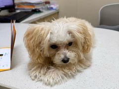 -安安宠医宠物医院·异宠·犬猫内科(岳阳分院)