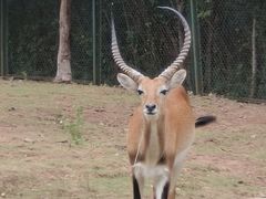 -合肥野生动物园