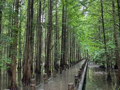 -桤木河湿地公园