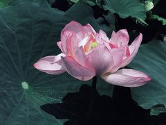 -陈家山荷花公园