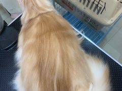 -车接车送·寄养洗护·德文猫舍(大宁店)