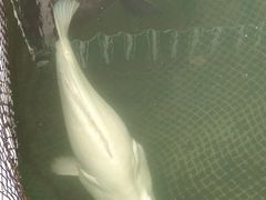 -蓝湾碧波·老字号·疍家非遗海上餐厅