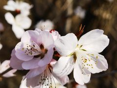 -鹫峰国家森林公园