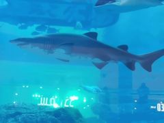 -迪拜水族馆及水下动物园
