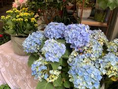 -循礼门鲜花花市(武汉循礼门店)