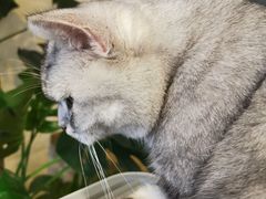 -平行世界·猫咖(首经贸店)