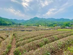 -龙坞茶村