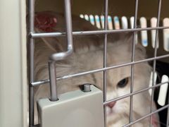 -谐和益家动物医院·免疫绝育·血液透析·宠保定点医院(高新伊藤分院)