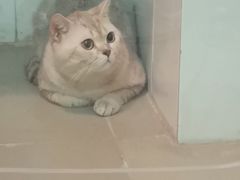-瑞鹏宠物医院·骨科·猫科·内科(第一中心)