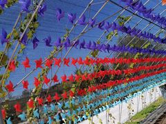 -莲花山花海