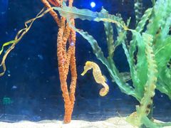 -珠海长隆海洋王国