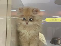 -三花喵·撸猫购宠·宠物生活馆(虹桥南丰城店)