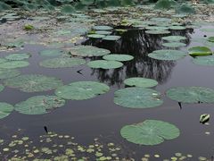 -白洋淀风景区