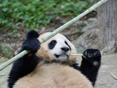 -都江堰中华大熊猫苑