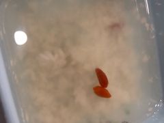 甜酒汤圆-进哥湖南津市牛肉粉店(下沙店)