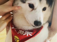 -Husky Go! 哈士奇体验馆·宠物咖啡厅狗咖