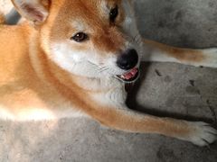 -柴犬高等学院·狗咖·柴犬售卖·宠物训练