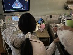 -御宝贝·A梦猫科宠物医院(国际猫友好医院)
