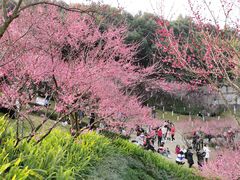 -重庆彩云湖湿地公园
