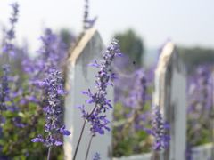 -北京东方普罗旺斯薰衣草庄园