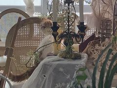 -共舞时光猫咖·狗咖(新街口店)