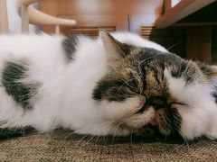 -喵园·猫主题咖啡厅·撸猫·猫咖(国贸店)