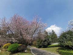 -铁山坪森林公园