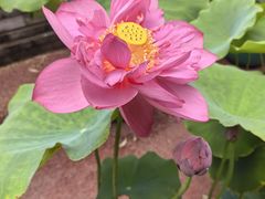 -莲花池公园