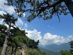 -天目山大树王景区