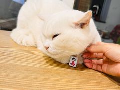 -楼上猫咖(罗湖店)