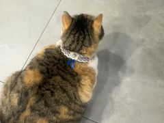 -伟伟宠物医院·CT影像中心·瑞派犬猫综合性门诊(汉口总院)